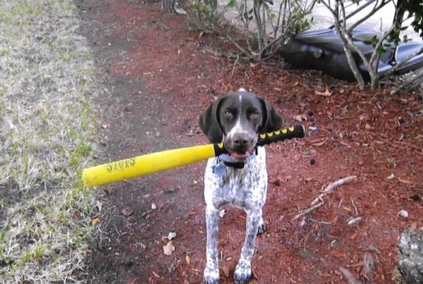/images/uploads/southeast german shorthaired pointer rescue/segspcalendarcontest2019/entries/11369thumb.jpg